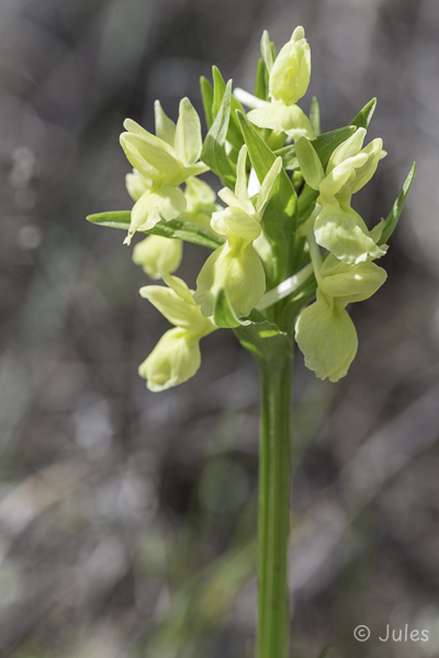 Dactylorhiza romana (Cy)-med-02