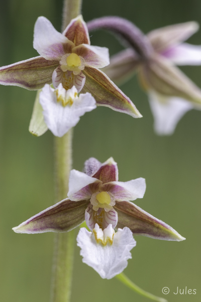 Epipactis palustris (AT_Oberösterreich)
