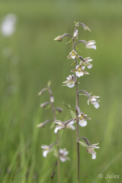Epipactis palustris (AT_Salzburg)
