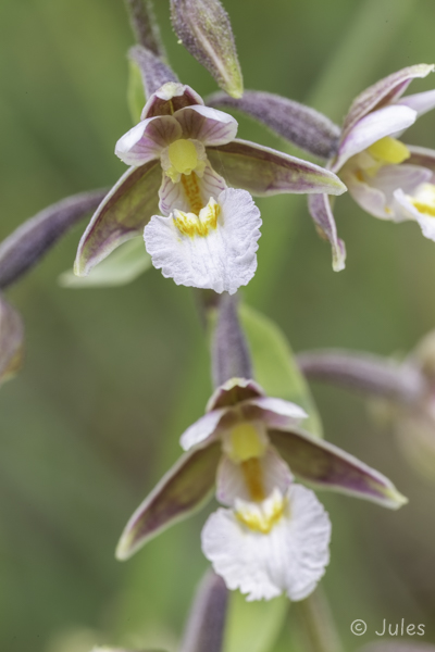 Epipactis palustris (AT_Steiermark)