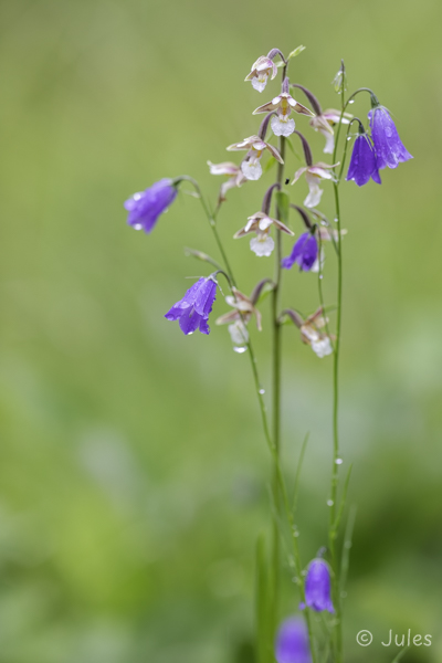 Epipactis palustris (AT_Steiermark)