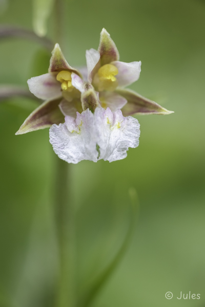 Epipactis palustris-Lusus (AT_Steiermark)