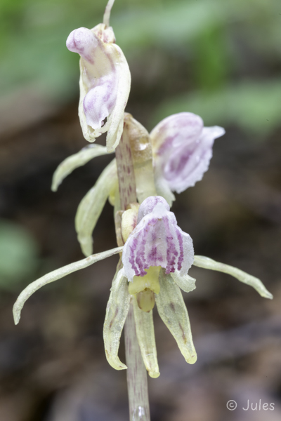 Epipogium aphyllum (AT_Steiermark)