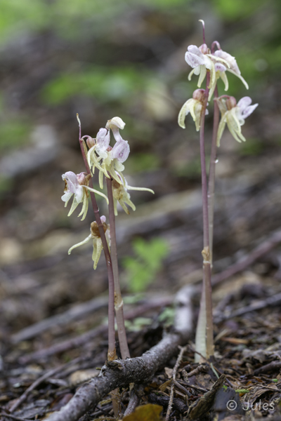 Epipogium aphyllum (AT_Steiermark)