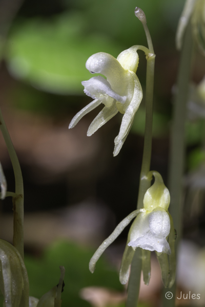 Epipogium aphyllum (AT_Steiermark)
