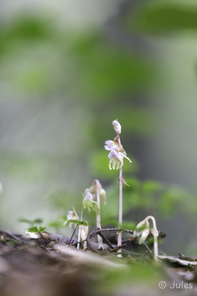 Epipogium aphyllum (AT_Steiermark)