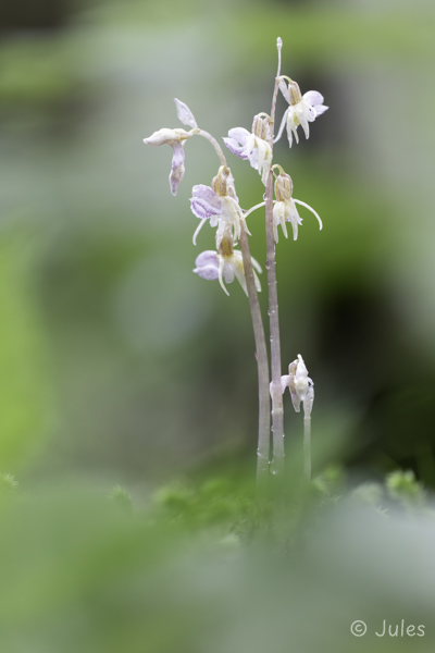 Epipogium aphyllum (AT_Steiermark)