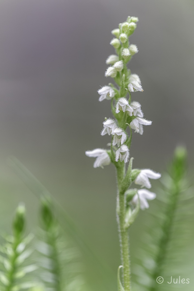 Goodyera repens (AT_Steiermark)