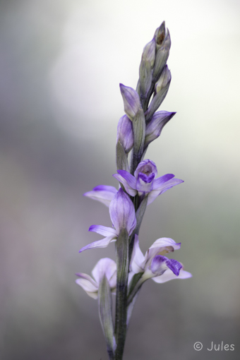 GR_Rhodos-Limodorum abortivum