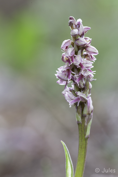 Neotinea maculata (Cy)