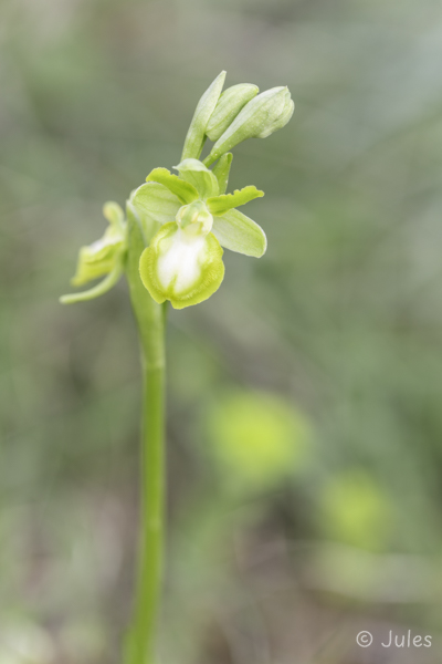 Ophrys garganica (IT_Apulien)