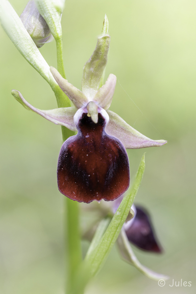 Ophrys helenae (GR_Epirus)