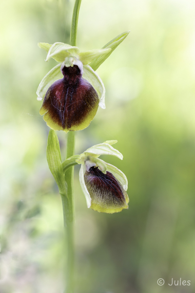 Ophrys helenae (GR_Epirus)