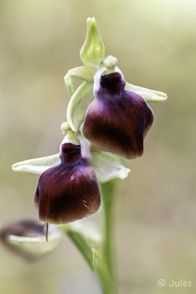 Ophrys helenae (GR_Epirus)
