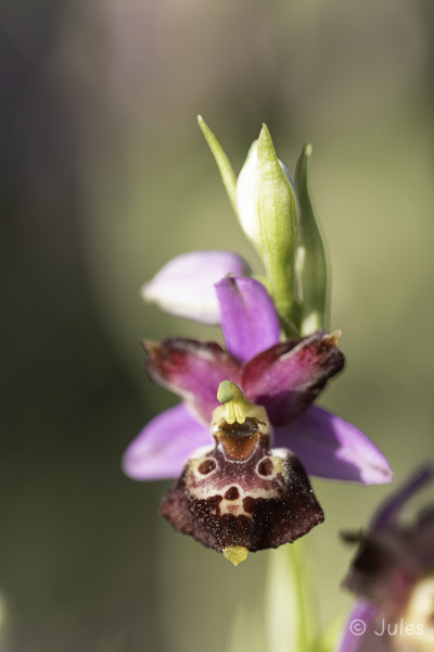 Ophrys holoserica ssp demangei (FR_Drome)