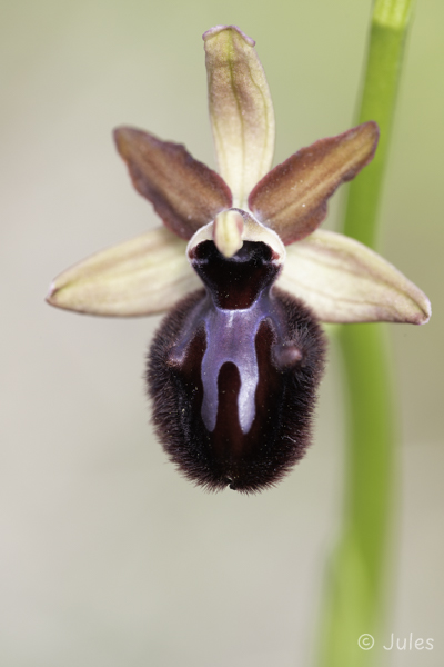 Ophrys incubacea (CR_Istrien)