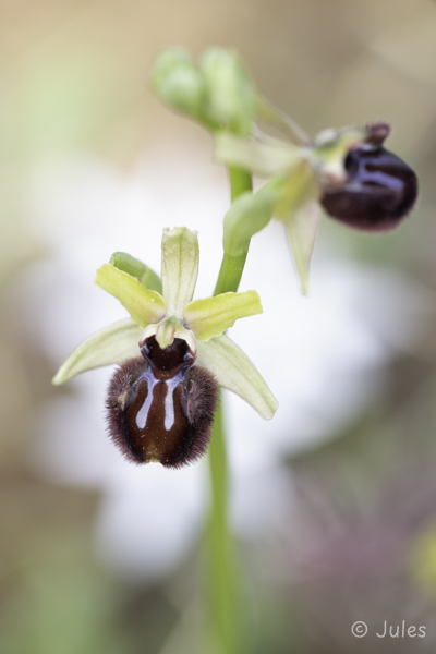 Ophrys incubacea (CR_Istrien)