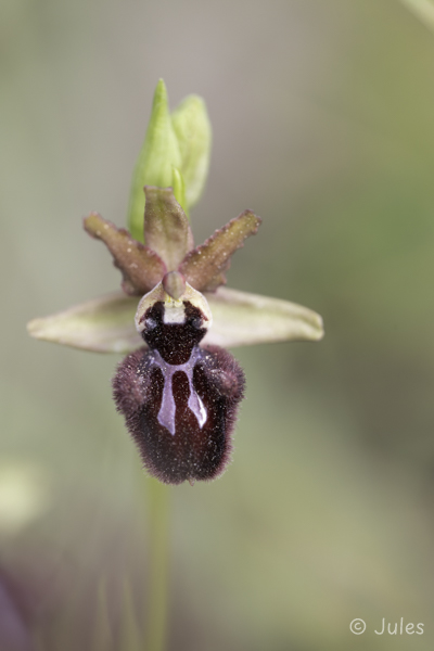 Ophrys incubacea (IT_Sardinien)