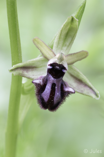 Ophrys incubacea (IT_Sizilien)