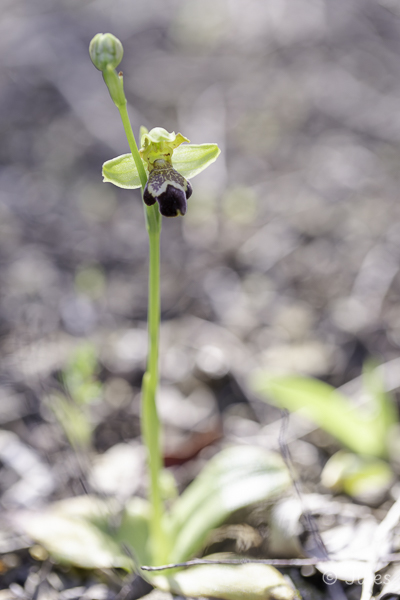 Ophrys israelitica (Cy)