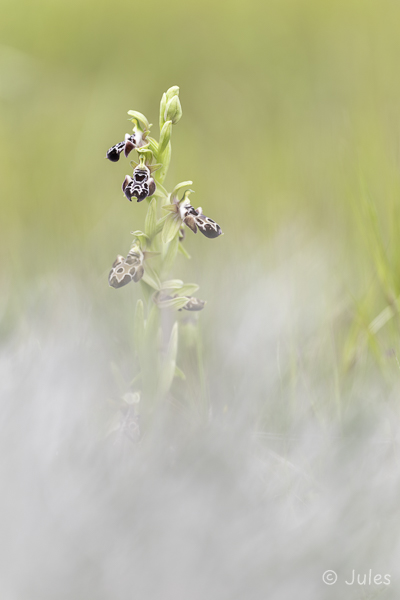 Ophrys kotschyi (Cy)