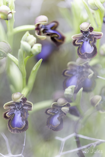 Ophrys speculum (GR_Epirus)