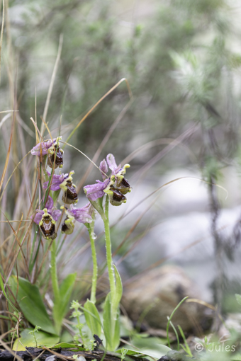 GR_Rhodos-Ophrys tenthredinifera