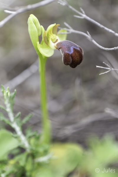 GR_Rhodos-Ophrys apollonae