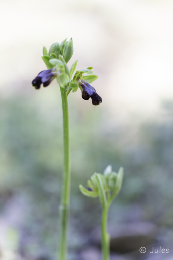GR_Rhodos-Ophrys attaviria