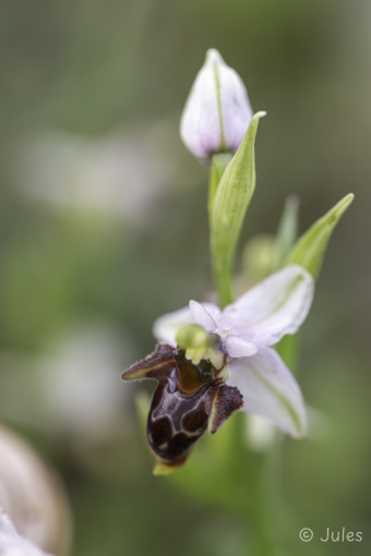 GR_Rhodos-Ophrys calypsus