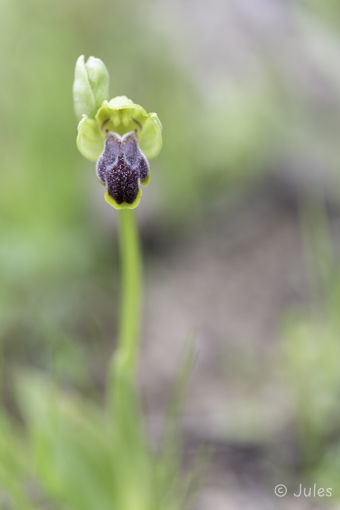 GR_Rhodos-Ophrys cinereophila