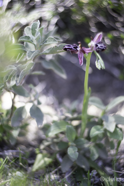 GR_Rohodos-Ophrys cretica