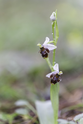 GR_Rhodos-Ophrys dodekanensis