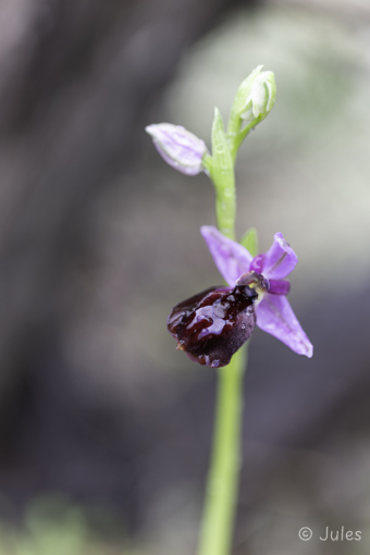GR_Rhodos-Ophrys ferrum-equinum