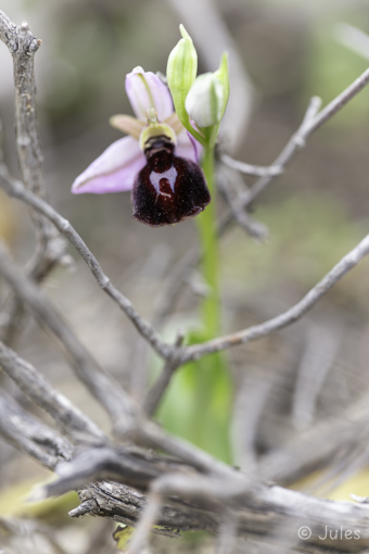 GR_Rhodos-Ophrys ferrum-equinum