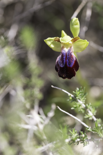 GR_Rhodos-Ophrys iricolor