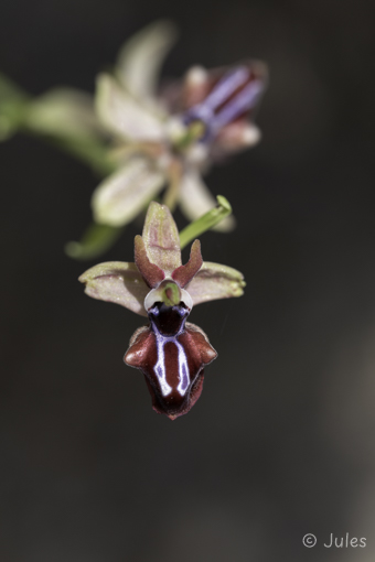 GR_Rhodos-Ophrys mammosa