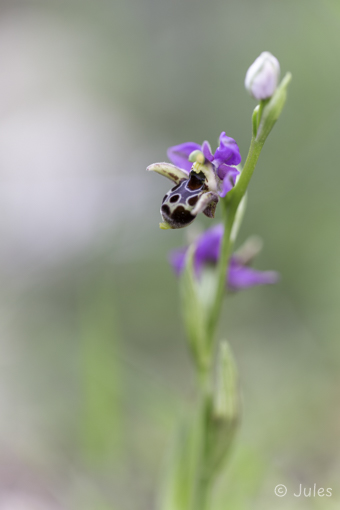 GR_Rhodos-Ophrys oestrifera