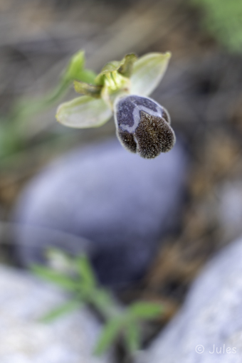 GR_Rhodos-Ophrys omegaifera