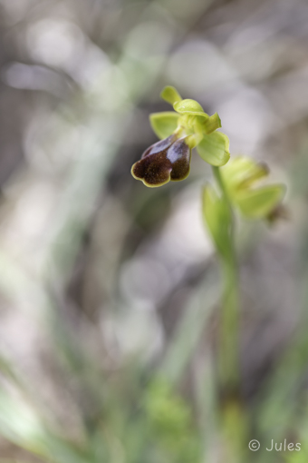 GR_Rhodos-Ophrys parvula