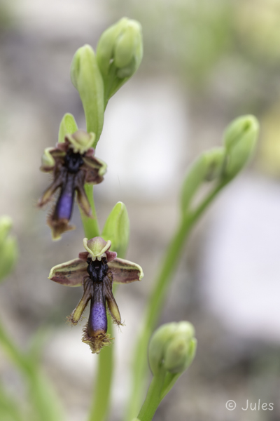 GR_Rhodos-Ophrys regis-ferdinandii