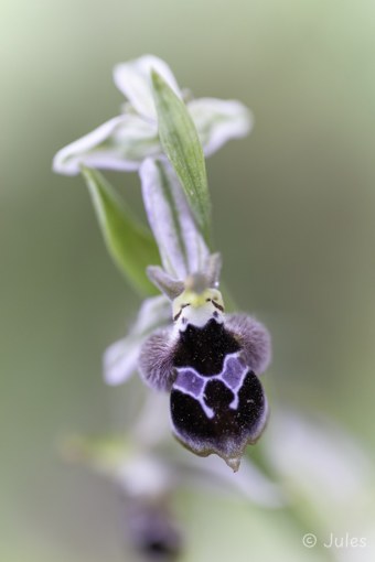 GR_Rhodos-Ophrys reinholdii
