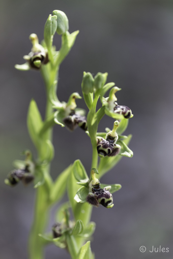 GR_Rhodos-Ophrys rhodia