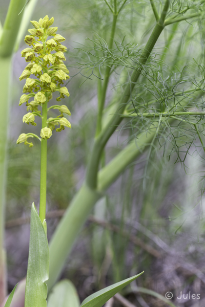 Orchis punctulata (Cy)