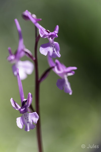 GR_Rhodos-Orchis anatolica