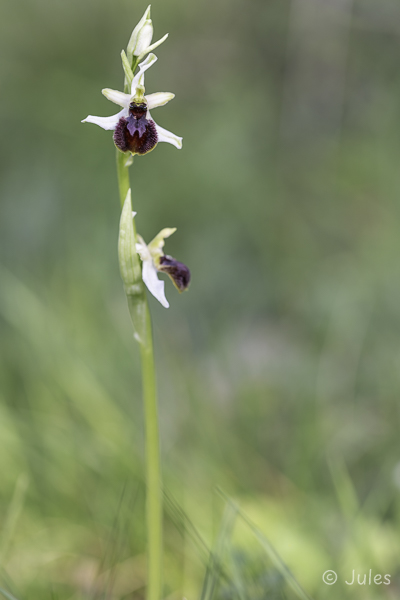 Ophrys splendida (FR_Provence)